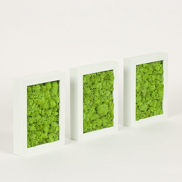 Set 3 rame cu muschi vede conservat
