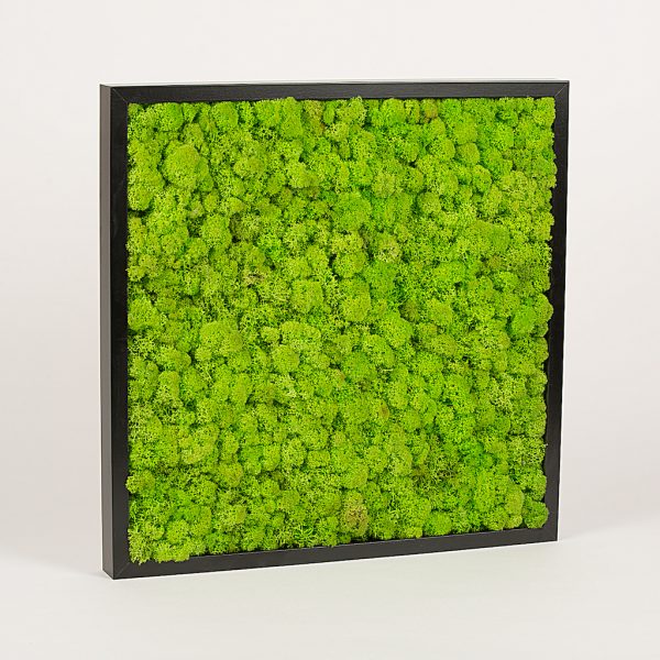 Rama neagra cu muschi conservat