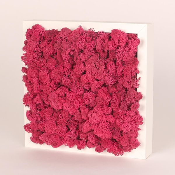 Rama alba cu muschi roz conservat