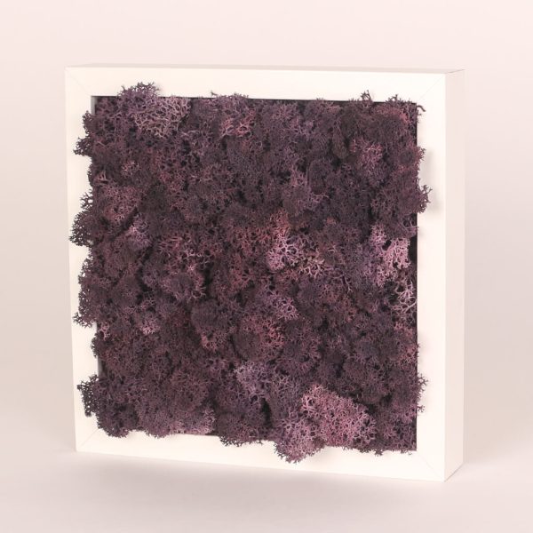 Rama alba cu muschi mov conservat