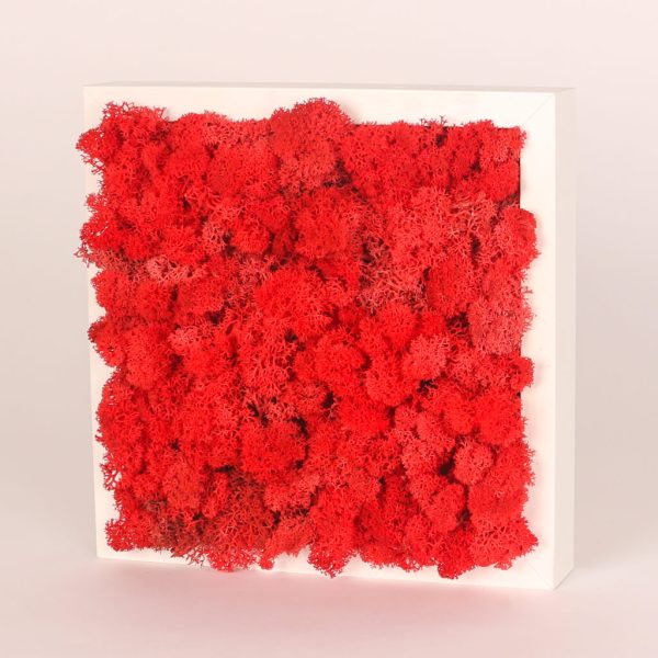 Rama alba cu muschi rosu conservat