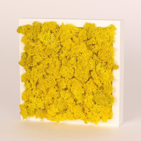 Rama alba cu licheni stabilizati galbei