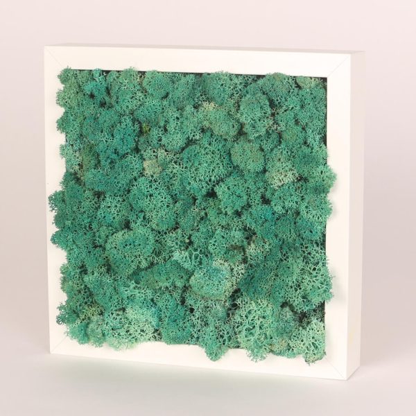 Rama alba cu licheni stabilizati turcoaz