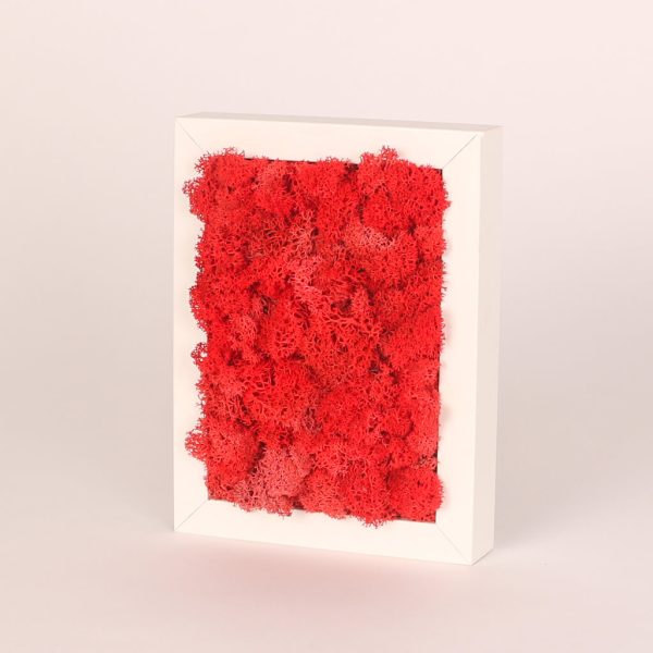 Rama alba dreptunghiulara cu muschi rosu conservat