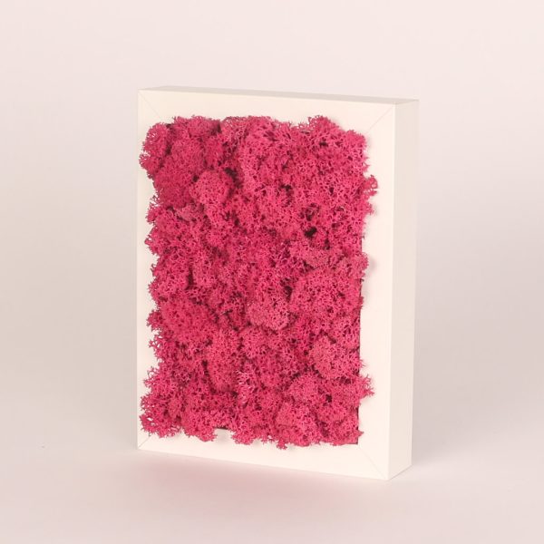 Rama alba dreptunghiulara cu muschi roz conservat