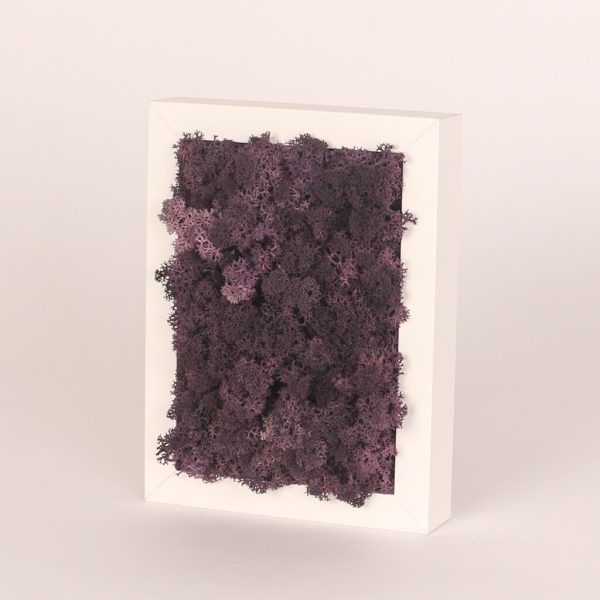 Rama alba dreptunghiulara cu licheni stabilizati mov