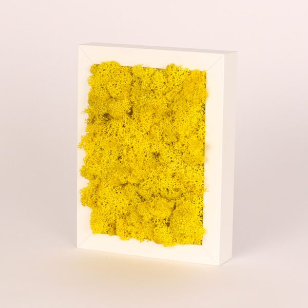 Rama alba dreptunghiulara cu licheni stabilizati galbeni