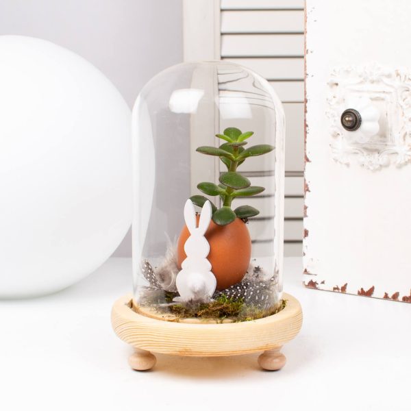 Aranjament pentru Paste cu suculente