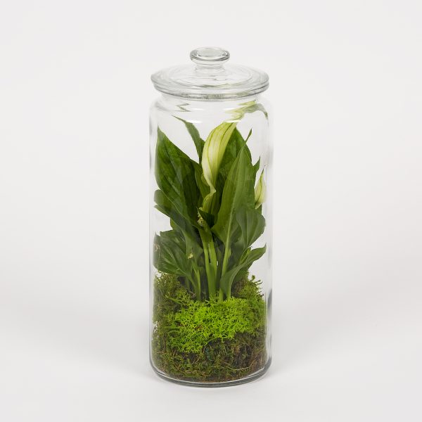 Terariu cu planta cu flori