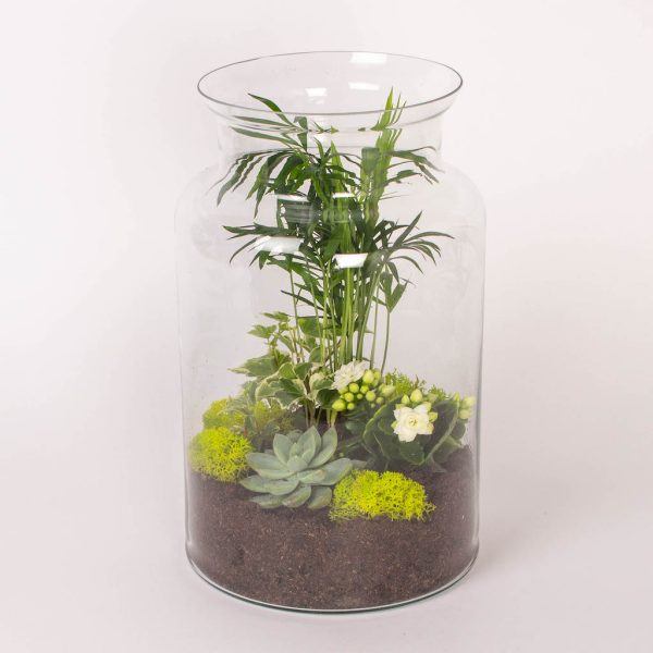 Terariu cu plante in vas de sticla