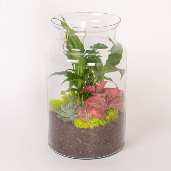 Plante suculente in vas de sticla