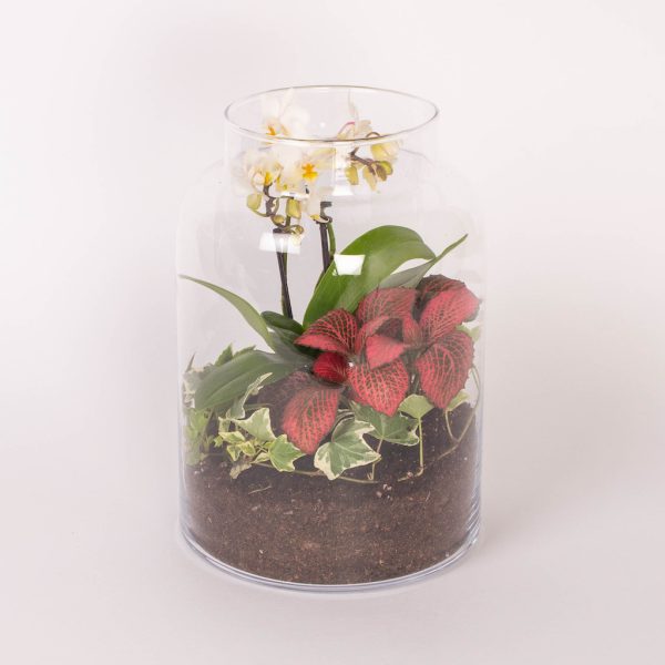 Terariu cu orhidee si plante in vas de sticla