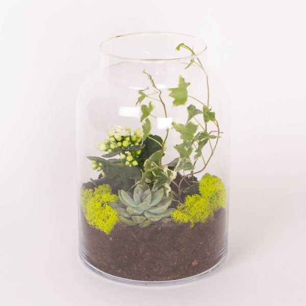 Planta cu flori si iedera in vas de sticla