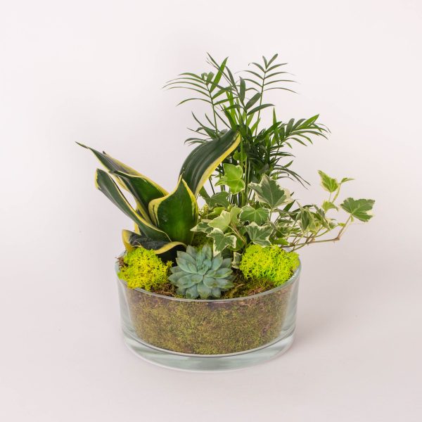 Plante suculente in cilindru de sticla