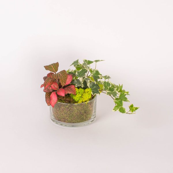 Terariu cu iedera in cilindru