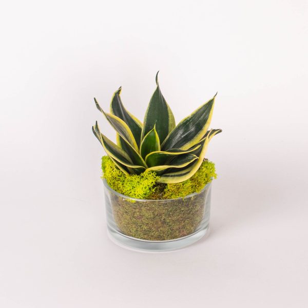 Planta suculenta in cilindru de sticla