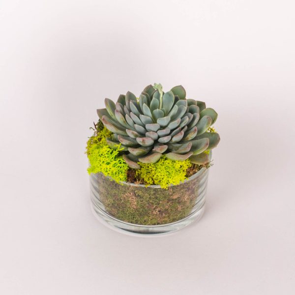 Vas de sticla cu planta suculenta