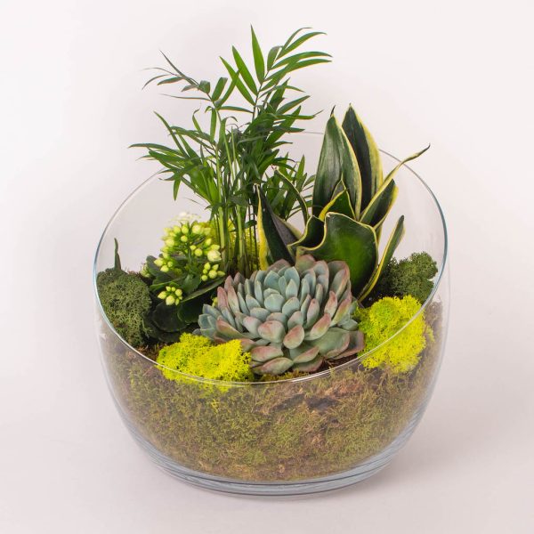 Aranjament cu plante suculente in vas de sticla