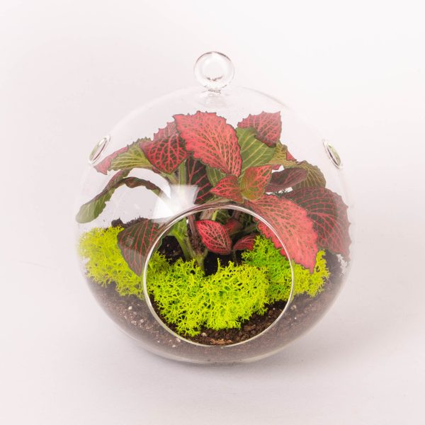 aranjament cu plante in glob