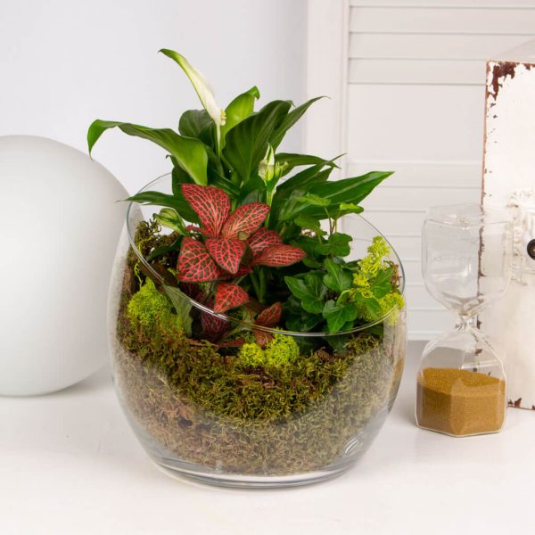 Spathiphyllum in vas de sticla