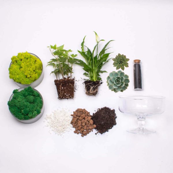 Kit Terariu Diy bomboniera