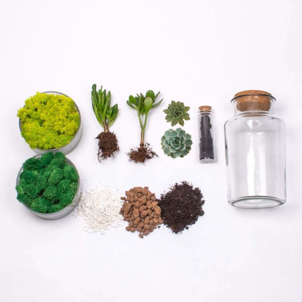 Kit Terariu DIY in borcan