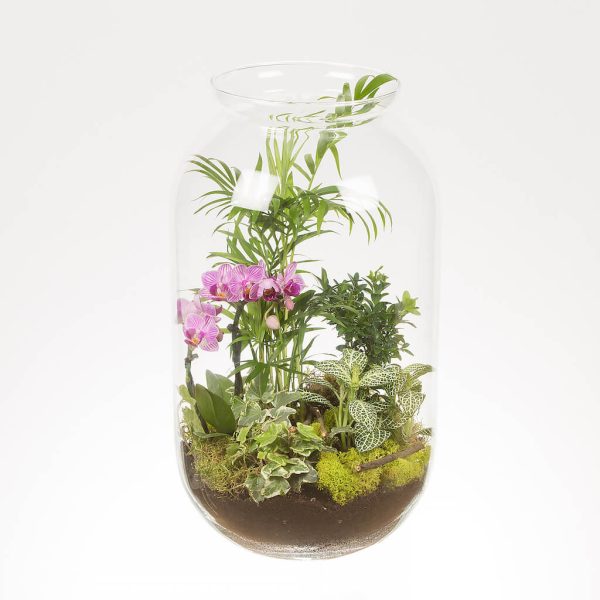 Aranjament cu plante verzi si orhidee