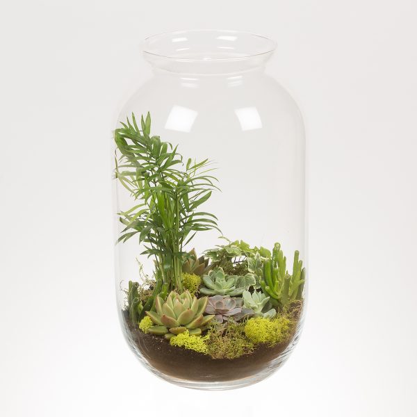 Aranjament cu suculente si plante verzi