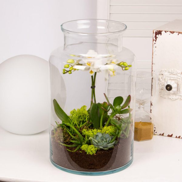 Terariu cu orhidee si plante suculente