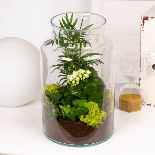 Terariu cu planta verzi in vas de sticla