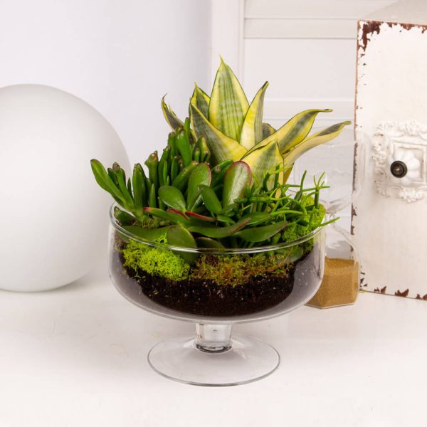 Aranjament cu plante suculente in vas de sticla