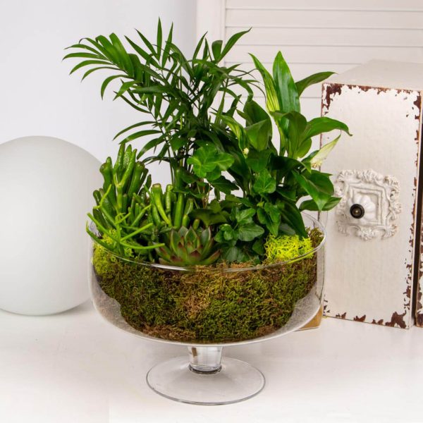 Aranjament cu plante verzi si suculente