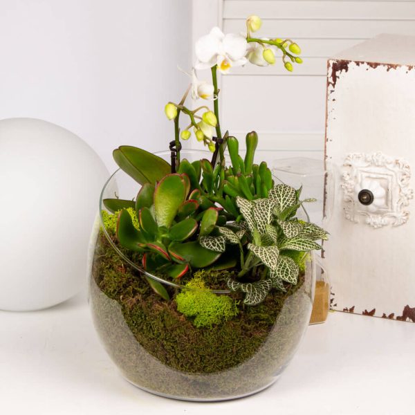 Phalaenopsis si plante verzi in vas de sticla