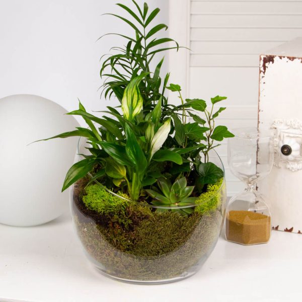 Terariu cu spathiphyllum si plante suculente