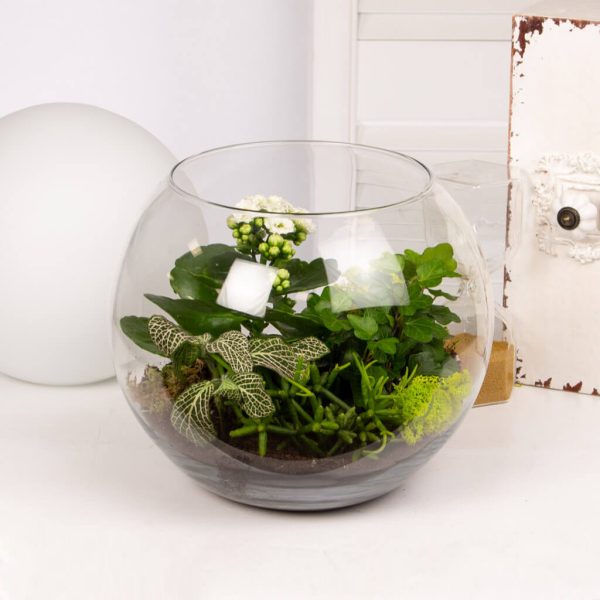 Terariu cu iedera kalanchoe si suculente