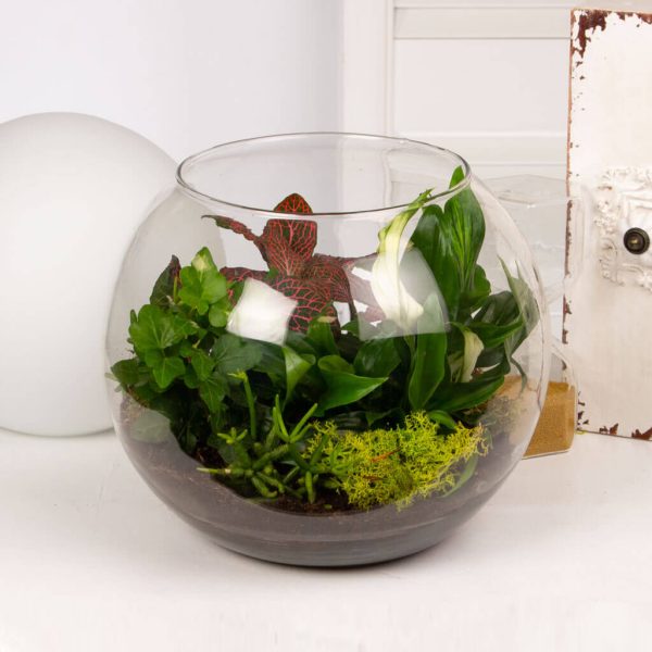 Acvariu cu fittonia iedera si spathiphyllum