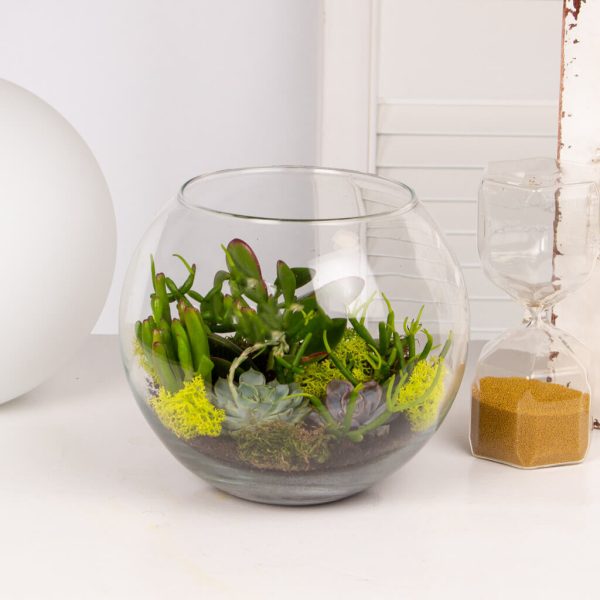 Terariu cu plante suculente in acvariu