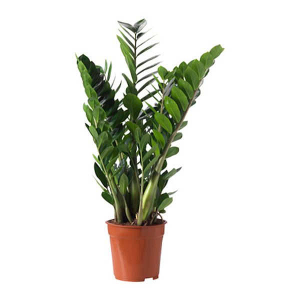 Zamioculcas planta
